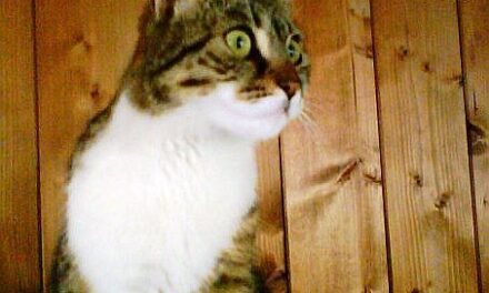 Postille a “Il dolce musetto di Satana”