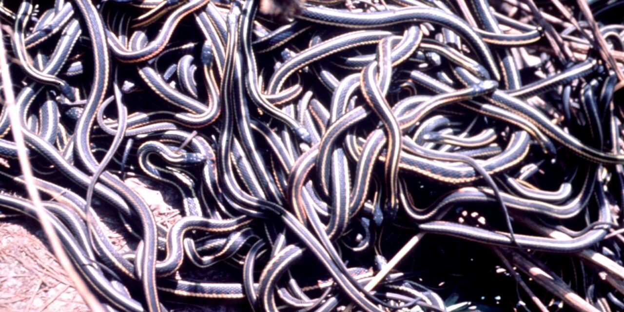 I danni della pornografia