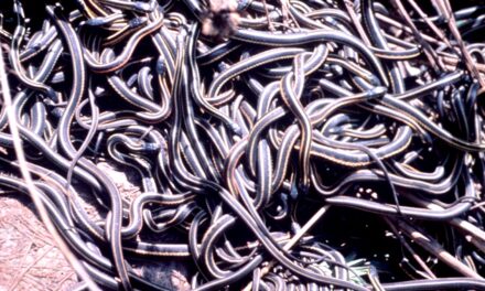 I danni della pornografia