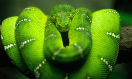 La Massoneria, nemica della Regalità sociale di Cristo (seconda e ultima parte)