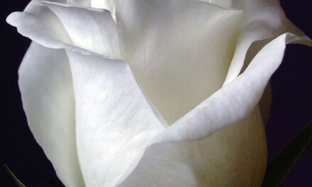 Chiesa, pedofilia e dintorni