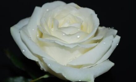 La purezza: la gioia più bella