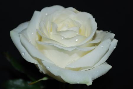 La purezza: la gioia più bella