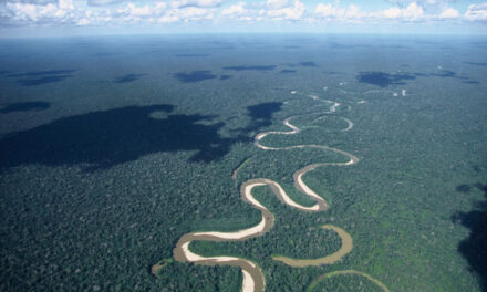 Come la soia distrugge l’ecosistema dell’Amazzonia