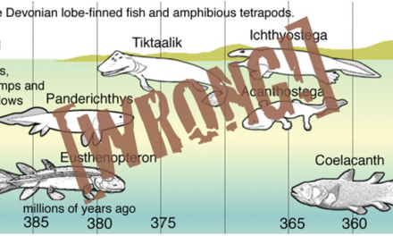 Forme transizionali dal mare alla terra? [prima parte]