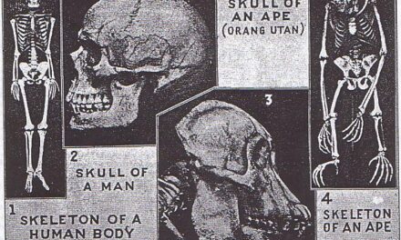 [IMMAGINE STUPENDA (6)] Anti-evoluzionismo