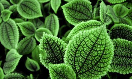 [Danilo Quinto su Introvigne, Galantino & C.] “Le foglie degli alberi sono verdi in primavera”