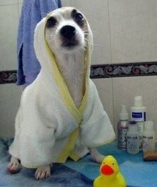 L’UE ha concesso 411.000 Euro “usati” anche per l’idroterapia dei cani ungheresi?