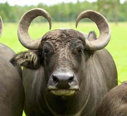 Radio Spada attaccata da Giornalettismo che prende granchi e spara bufale