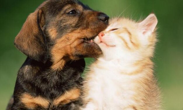 I nuovi 5 ‘vice’ del M5S? C’è anche quello che voleva i ‘matrimoni’ con le bestie