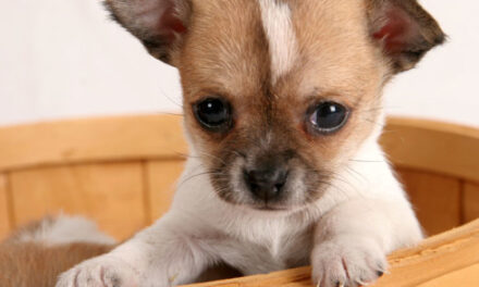 E’ più grave torturare un cane o abortire?