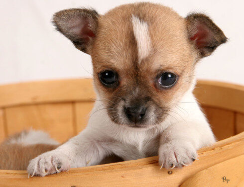 E’ più grave torturare un cane o abortire?