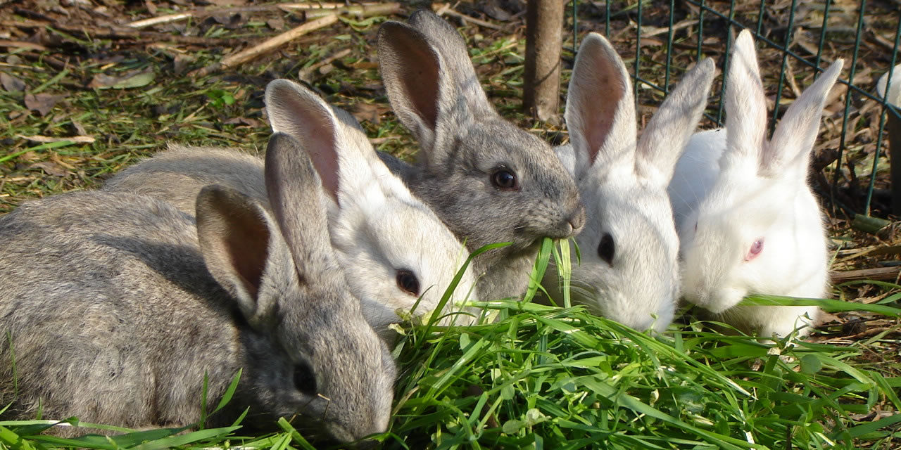Mia nonna e i conigli [di Massimo Viglione]