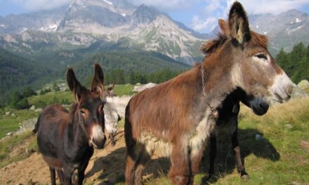 Paglia e Sciortino nel loro ultimo libro: la Chiesa riconosca le unioni gay perché c’è disoccupazione