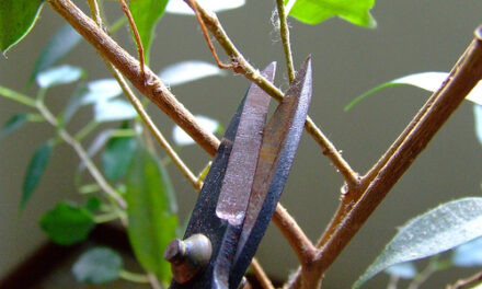 La mala pianta e i potatori