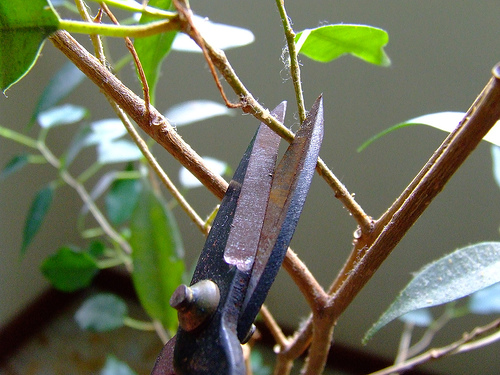 La mala pianta e i potatori