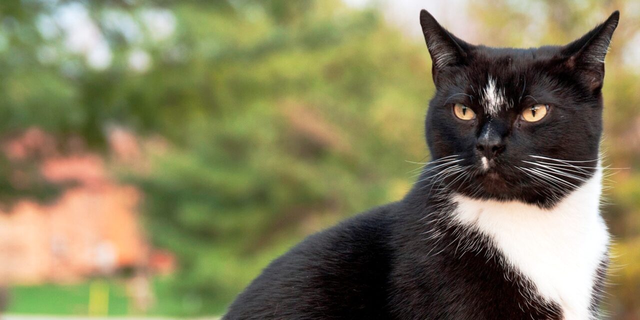 [TIRAGRAFFI] Tre stili di resistenza