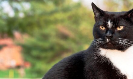 [TIRAGRAFFI] Tre stili di resistenza