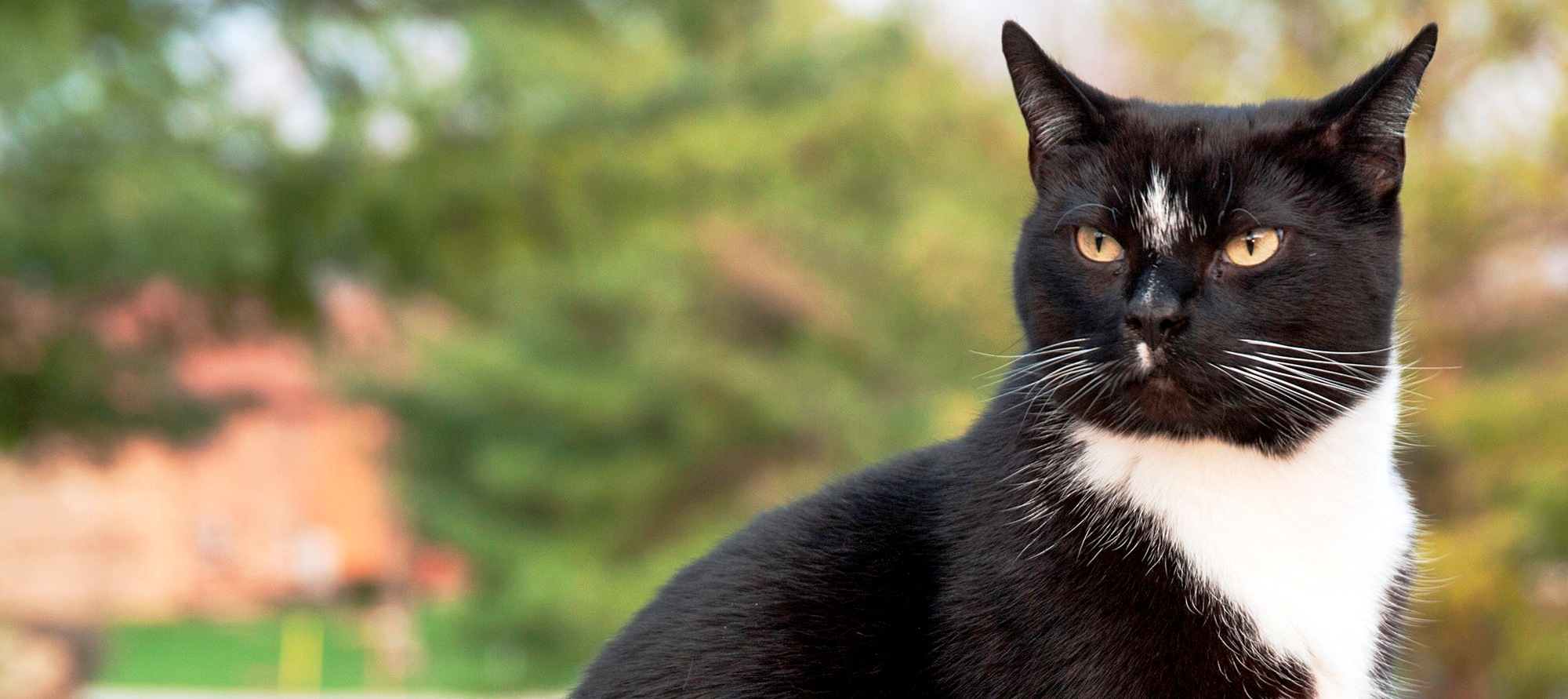 George,_a_perfect_example_of_a_tuxedo_cat