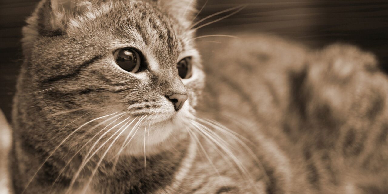 [TIRAGRAFFI] Obbedienza e Autorità