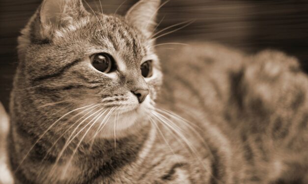 [TIRAGRAFFI] Obbedienza e Autorità