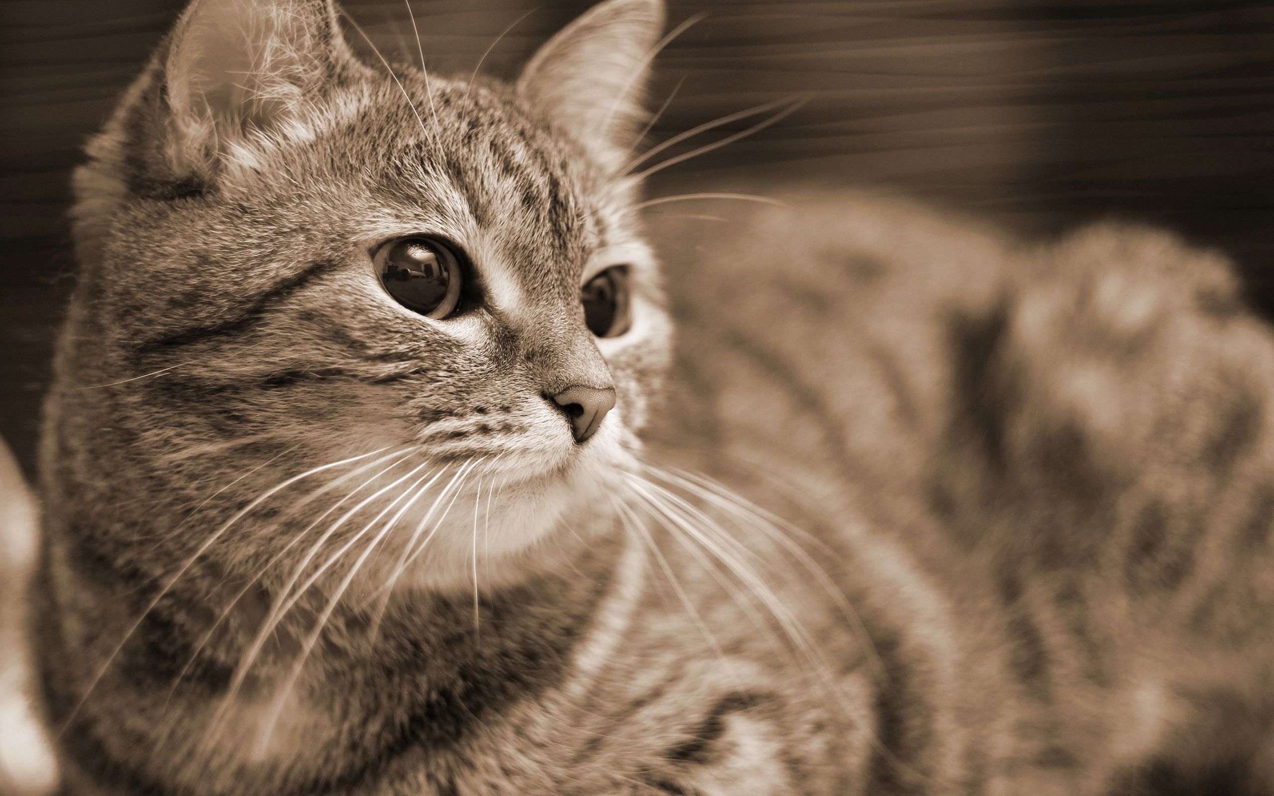 tabby-cat-resting-2560x1600-animal-desktop-wallpaper-27910