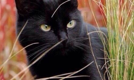 [TIRAGRAFFI] Pastorale e infallibile