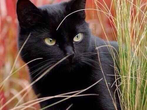 [TIRAGRAFFI] Pastorale e infallibile