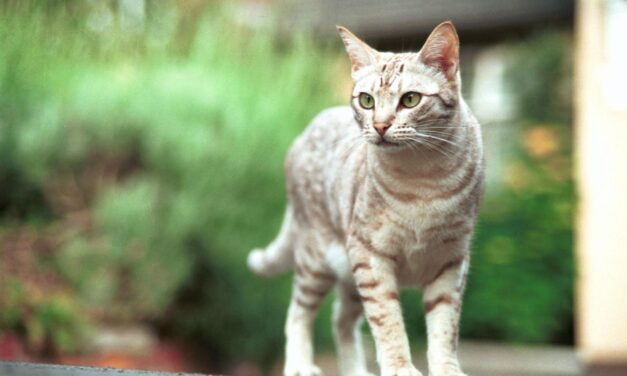 [TIRAGRAFFI] Infallibilità e inerranza pontificia