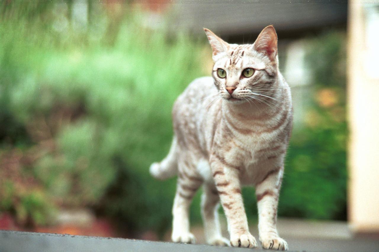 kitty (1)