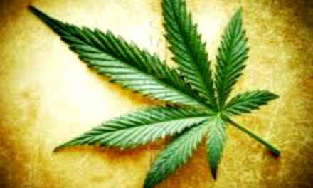 I fumatori di marijuana diventano alcolisti 5 volte più facilmente