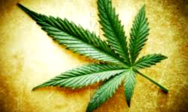 I fumatori di marijuana diventano alcolisti 5 volte più facilmente