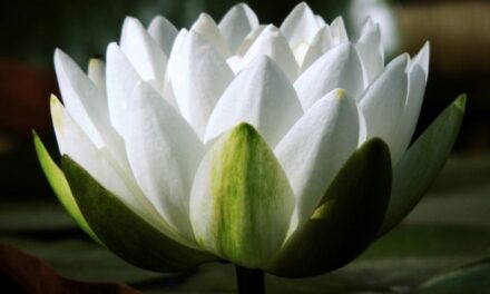 [CHI MORRA’, VEDRA’] Gli splendori della verginità in Paradiso