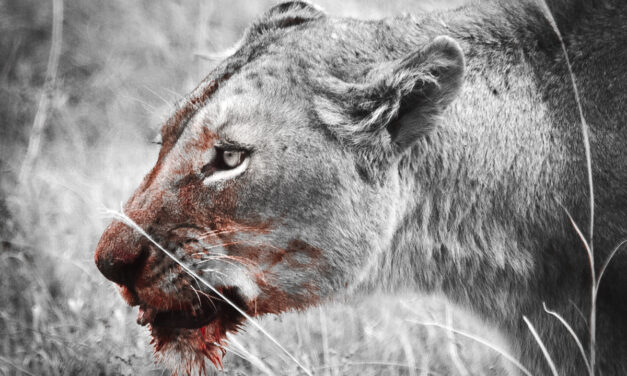 Delitto di Roma, psichiatra: ‘Sessualità ambigua può far scattare sadismo e violenza’