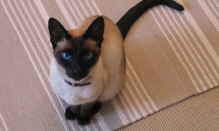 [TIRAGRAFFI] Burke regola prossima della Fede?