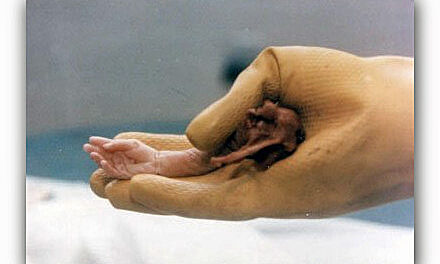 Cortei NO194 a Milano e Caserta il 9 aprile 2016. DDL aborto è reato!