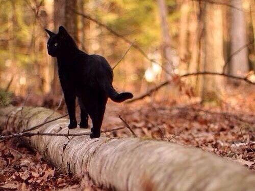 [TIRAGRAFFI] Schmidberger semper idem