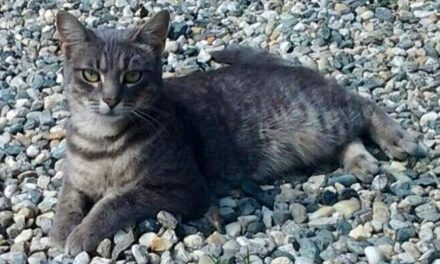 [TIRAGRAFFI] Resistenza e Resa