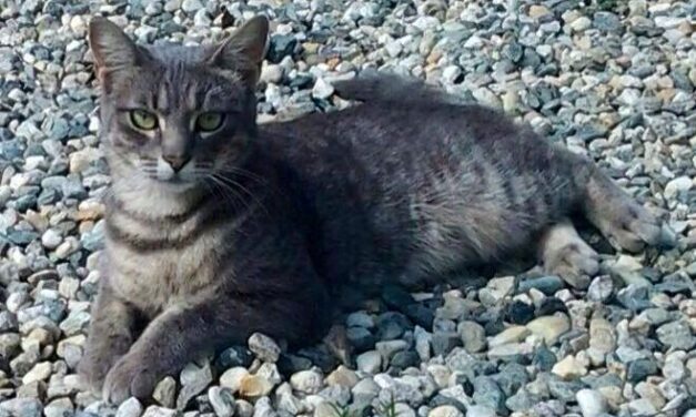 [TIRAGRAFFI] Resistenza e Resa