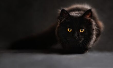 [TIRAGRAFFI] Accordismo, entrismo, finestrismo e resistenza