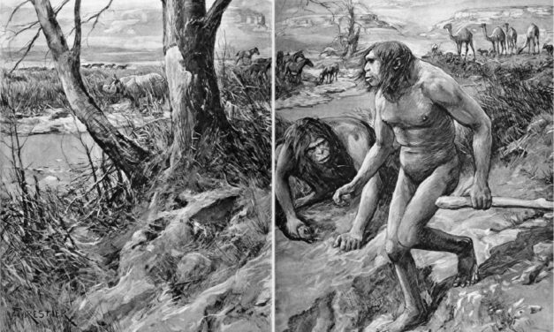 [VIDEO] Demolizione del darwinismo. Tre documentari. (II) Gli errori dell’evoluzionismo