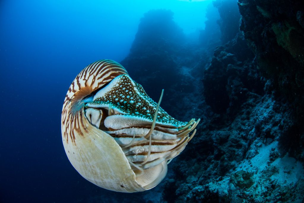 Nautilus. Un "fossile vivente" identico da prima del Giurassico.
