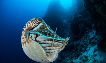 [VIDEO] Demolizione del darwinismo. Tre documentari. (I) Il crollo della teoria dell’evoluzione