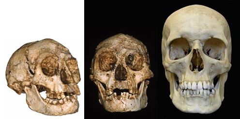 Lo strano caso dell’antenato pigmeo