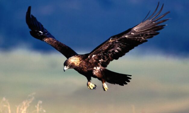 Le virtù morali soprannaturali