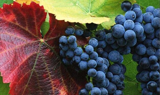 Le Quattro Tempora di settembre