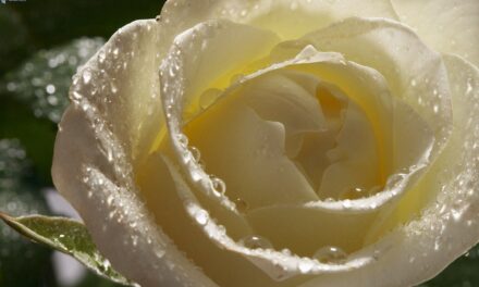 A una rosa (poesia antiverista)