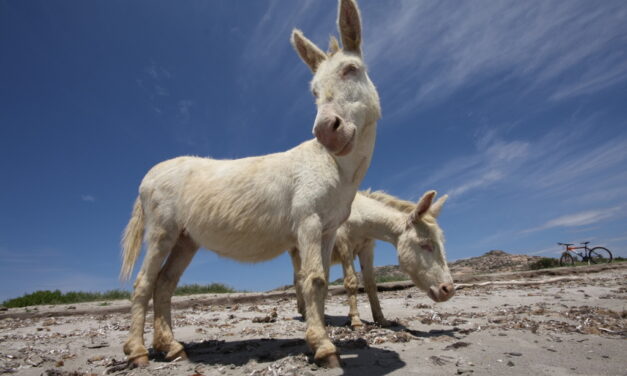 Le comiche: ‘La Stampa’ e i suoi strafalcioni su Radio Spada & co.