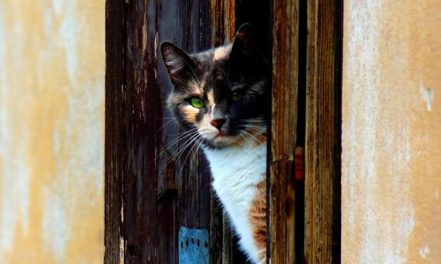 [TIRAGRAFFI] Accordo vicinissimo, anzi no…