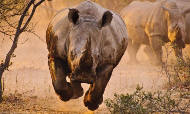 Rinoceronti di bar e di sacrestia. Di Piero Vassallo